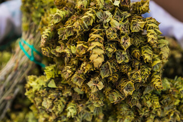 Close-up green plant for background, green hop  texture . Green leaves form a natural shape. Fresh raw hop leaves.