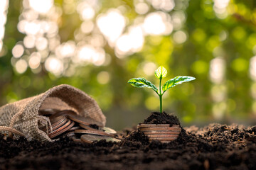 The tree is growing from the pile of money and money flowing out of pocket, money saving ideas and business growth, finance, investing.