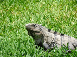Iguana gris 