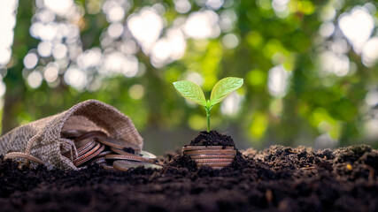 Grow plants on the money that comes out of the soil in the morning sun with a business investment and financial growth idea.