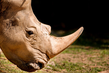 rhino headshot from side face