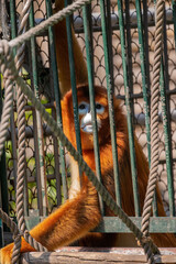 A golden snub-nosed monkey locked in a metal cage