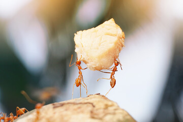 Ants hard work. Ant standing Action, Concept unity teamwork together