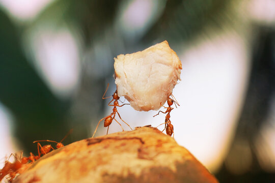 Ants hard work. Ant standing Action, Concept unity teamwork together