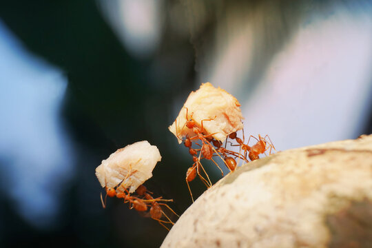 Ants hard work. Ant standing Action, Concept unity teamwork together