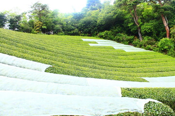 京都の山野　玉露の栽培風景