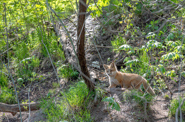 Red fox in the forest in the wild.