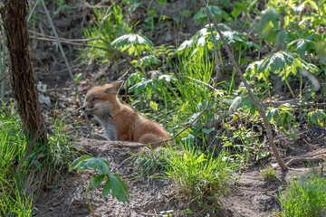 Red fox cub in the forest in the wild.