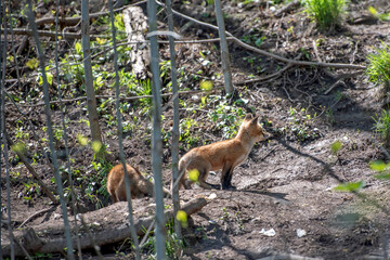 Red fox cub in the forest.