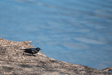 Red wing blackbird on the shore of the river.