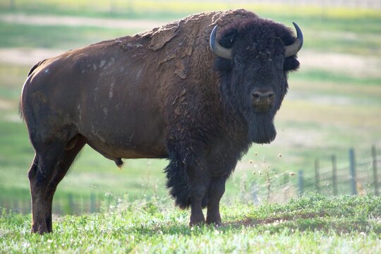 american bison in the field