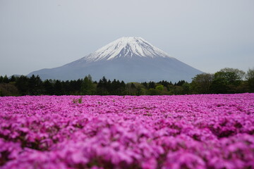Fuji mountain and blossoms
