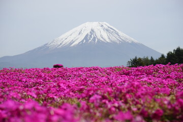 Fuji mountain and blossoms