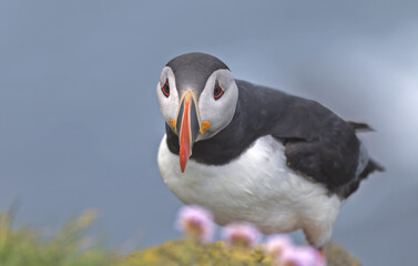 Atlantic Puffin with sad face expression looking at the pink flowers in Iceland