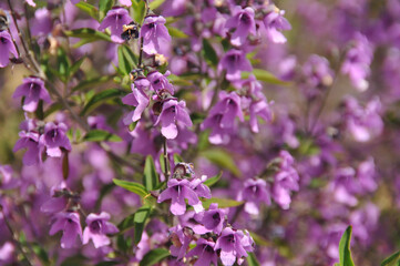 flowers in the garden
