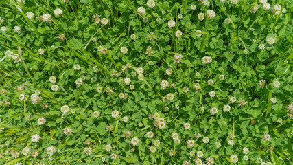 初夏に咲くシロツメクサ