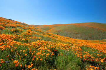 California Golden Poppies on sprawling hills during spring superbloom in the high desert of...