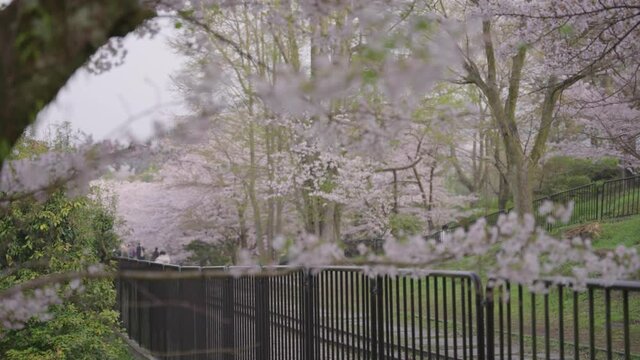 Cherry blossoms grove blooming at Keage incline, Kyoto Japan in Spring