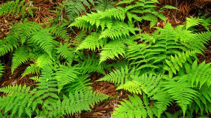 A bracken growing in the forest.