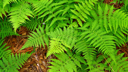 A bracken growing in the forest.