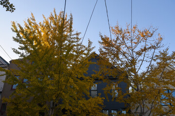 autumn trees with colorful leaves in front of a residential home and blue skies in the background