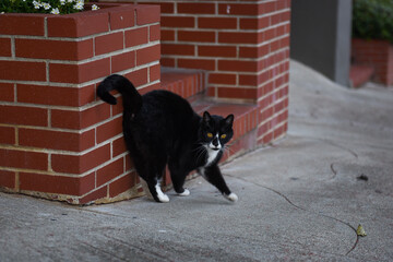 outdoor tuxedo cat next to brick wall on city sidewalk