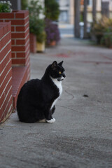 outdoor tuxedo cat next to brick wall on city sidewalk