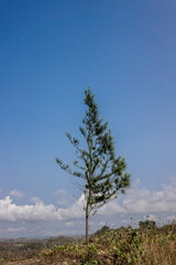 Obraz premium green plants found on Ngudel beach