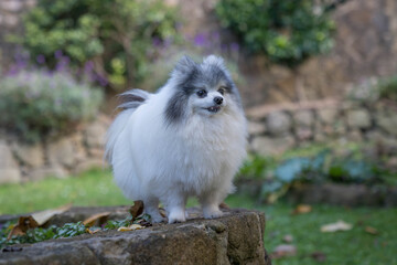 pomeranian black and white, affectionately also known as Pom Poms, are a popular toy breed with a feisty and inquisitive personality. 