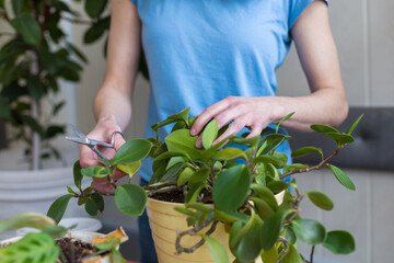A woman is cutting yellow leaves, a girl is caring for indoor plants