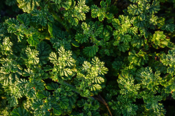 green plants found on Ngudel beach