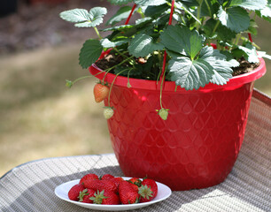 Strawberry planter with a plate of ripe strawberries