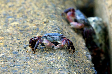 日本の海岸や磯に生息するイソガニ