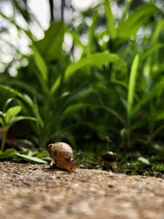 snail on a leaf