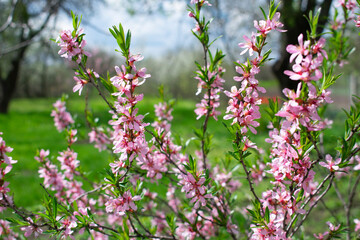 Pink double flowering almond