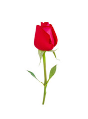 One rose red blossom with green leaf and stem isolated on white background , clipping path