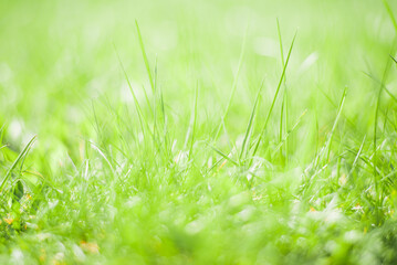 Fresh green grass background on a sunny day, close-up. Soft selective focus, blur. Abstract natural backdrop