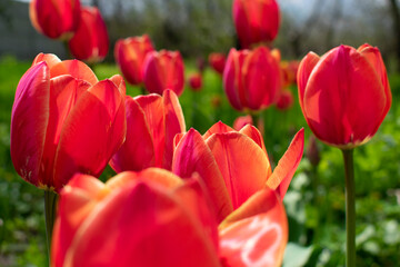 Blooming tulips full frame