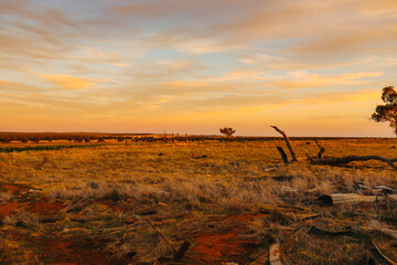 Fototapeta na wymiar Landscape image of stark Australian landscape at sunset. Dry fields paddocks in times of drought.