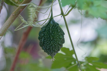 Close-up of green gourd on the tree.