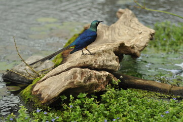 Beautiful bird with shining blue and green feathers