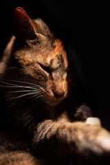 cat on black background