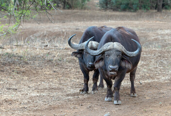 Obraz premium Two Cape Buffalo bulls [syncerus caffer] chewing the cud in South Africa RSA