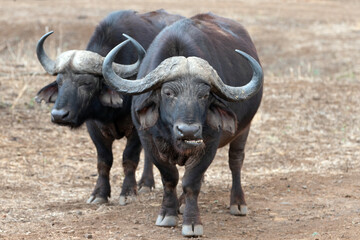 Obraz premium Two Cape Buffalo bulls [syncerus caffer] chewing the cud in South Africa RSA