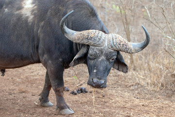 Obraz premium Cape Buffalo bull with fused horn base bosses on head in South Africa RSA