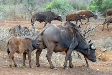 Cape Buffalo calf nursing in South Africa RSA