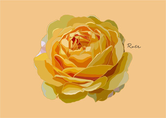 Vector Illustration of beautiful Rose / Yellow Rose