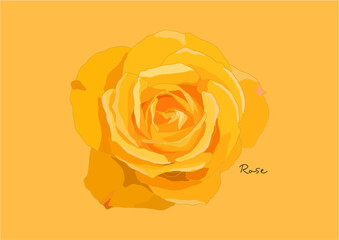 Vector Illustration of beautiful Rose / Yellow Rose