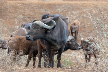 Cape Buffalo cow in Kruger National Park in South Africa RSA