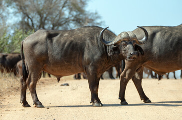 Obraz premium Cape Buffalo bull with herd in Kruger National Park in South Africa RSA